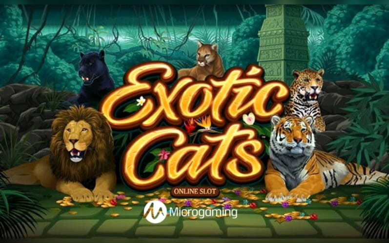 575% Deposit match bonus at Rizk Casino
