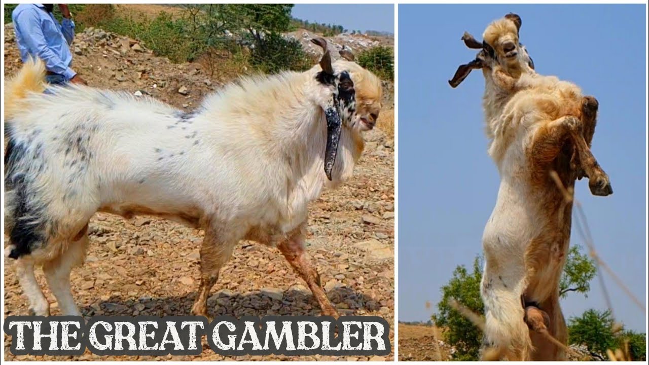 The Great Gambler at Pansare Goat Farm Pune