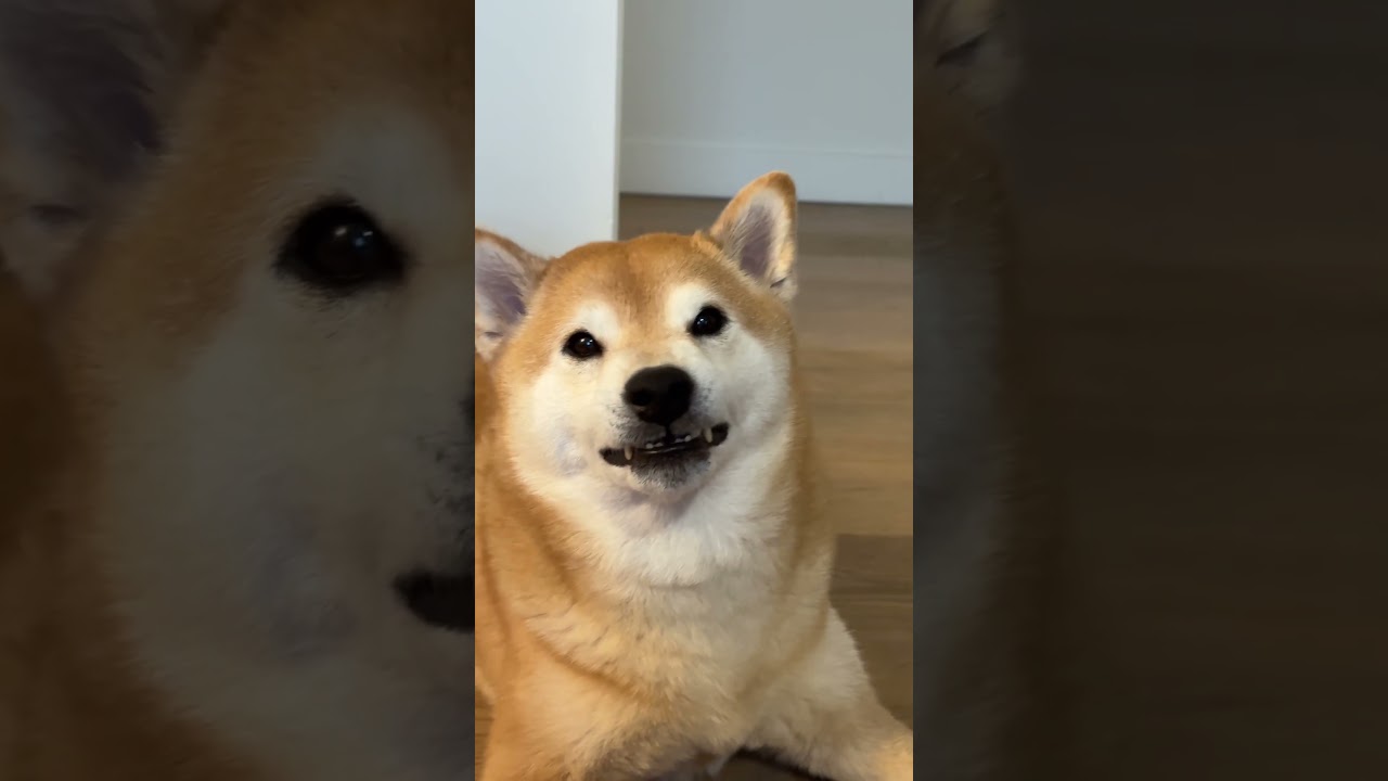 Gambling Addict Shiba Tries to Win Grand Prize